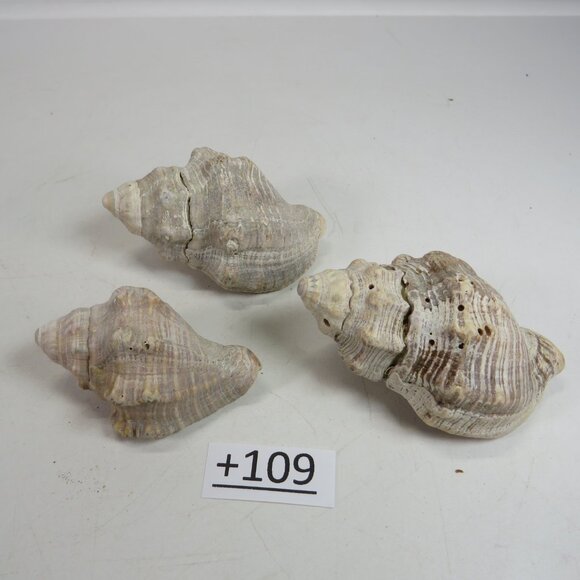 REAL Sea Shells with interesting verigation about 3" long personally gathered - Picture 3 of 4